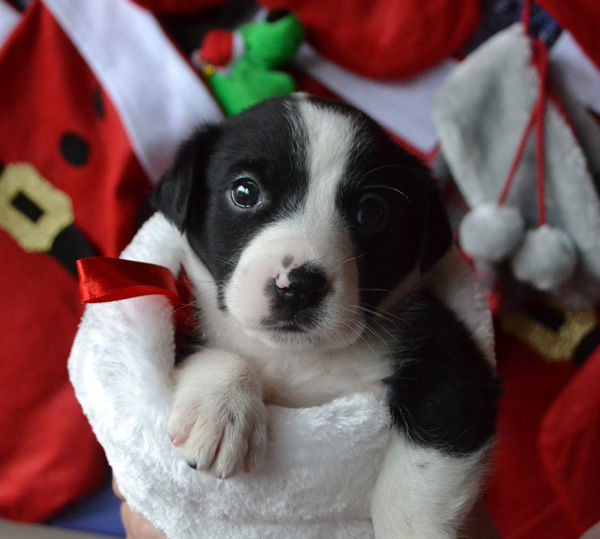 Local Pet Adoption Event with Barefoot and Adopt-A-Pet